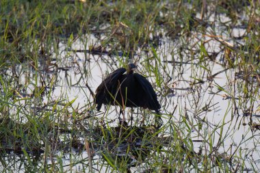 the black heron ( ardea alba )