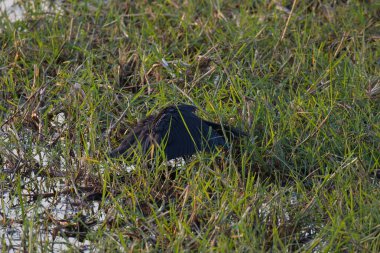 black heron bird ( ardea alba ) in the swamp of marsh swamp, florida.
