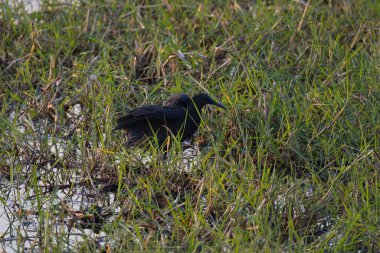 siyah balıkçıl (ardea cinerea )