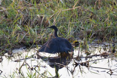 black heron on green grass in the water