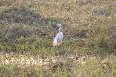 white heron on the shore of a mediterranean sea