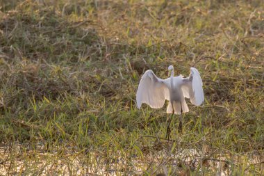 white swan flying in the field