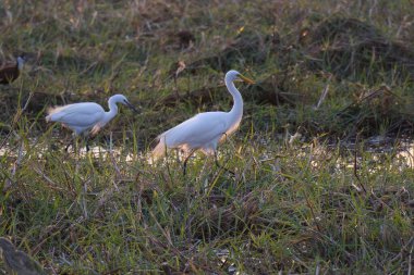 scenic view of beautiful ibis birds at nature