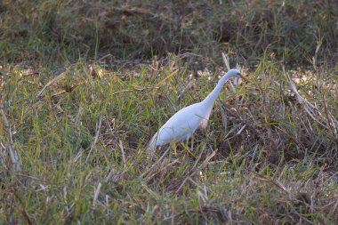the white egret ( budea alba ) in a swamp.