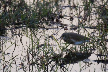Ormanda güzel bir kuş