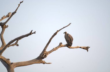 Ağaçtaki kuşları