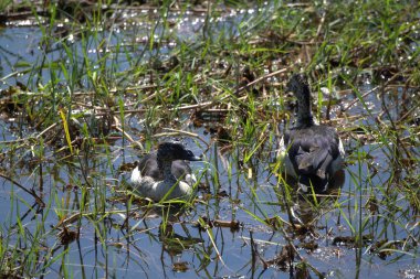 siyah balıkçıl (ardea cinerea )