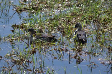 Gölette bir çift ördek