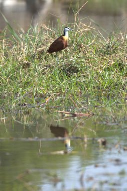 Vahşi doğada bir kuş