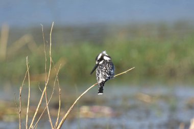 siyah balıkçıl suda
