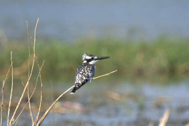 Sudaki güzel bir kuş.
