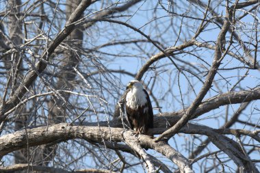 Siyah kuyruklu şahin ağaçta