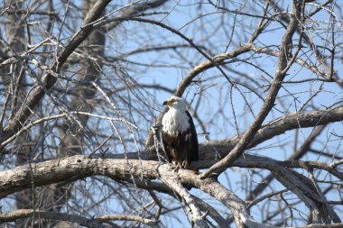 Ormandaki kartal, vahşi yaşam