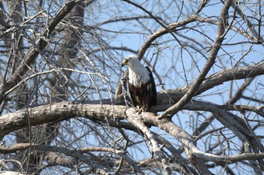 Ağaçtaki kel kartal