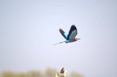 Bir dalda bir kuş oturuyor