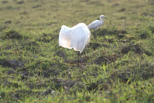 Otların arasında beyaz bir balıkçıl
