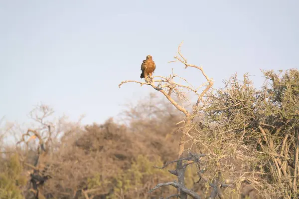 Ağaçtaki kartal kuşu