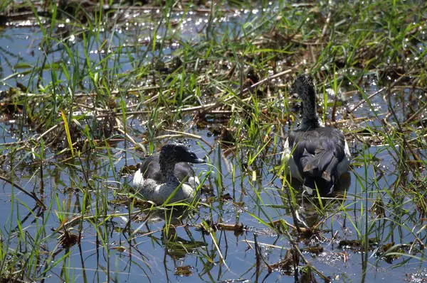 siyah balıkçıl (ardea cinerea )