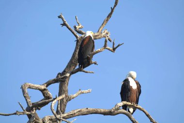 Afrika kartalı doğal yaşam alanında.