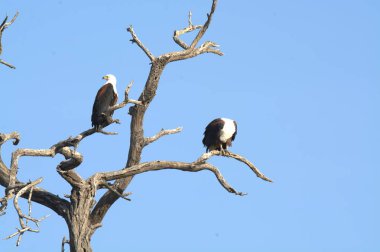 Vahşi doğada kel kartal
