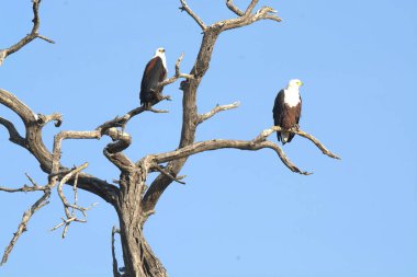 a closeup shot of a white eagle perched on a tree in a clear sky