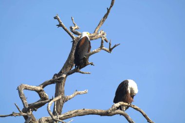 Afrika Kartalı (haliaeus leucocephalus ).