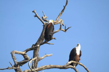 Kartal kuşu, vahşi yaşam, doğa.