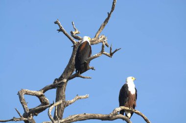 Doğadaki güzel kuşların manzarası