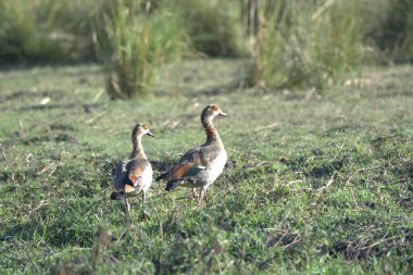 Bir grup kuş otların arasında.