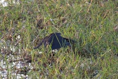 siyah kanatlı ayaklıklar (topus mantopus hitopus )