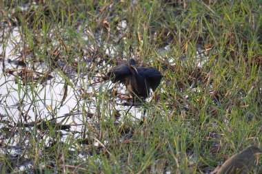 Ormanda kara balıkçıl