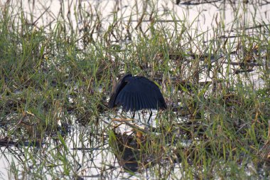Doğal ortamdaki bataklıkta kara balıkçıl, Costa rica. yüksek kaliteli fotoğraf