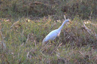 Tarlada güzel bir kuş