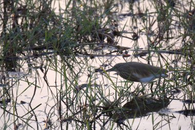 Ormandaki güzel kuş