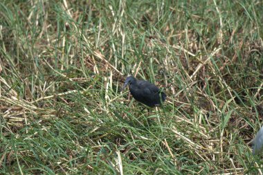 Kuşlar yerde oturuyor.