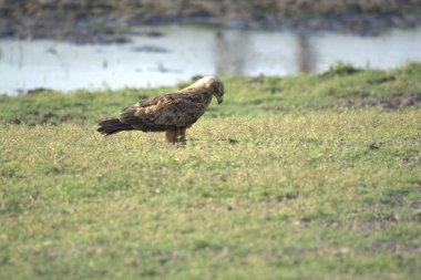 Bir kuş çimlerin üzerinde oturuyor.