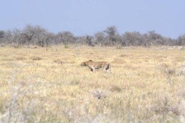 Savanadaki güzel bir kaplan görüntüsü.
