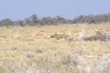 Savanadaki vahşi aslanlar