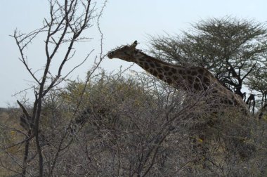 Kenya, Afrika ve Afrika 'nın ulusal parkında zürafa