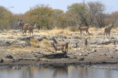 Etoşa namibya 'daki bir grup Afrikalı hayvan.