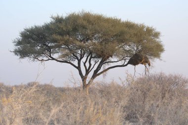 Çölde büyük kuru bir çalısı olan büyük bir ağaç.
