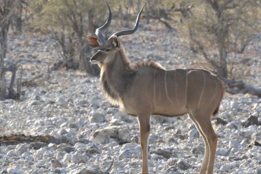 Kenya bozkırındaki antilop.