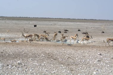 Çölde bir kuş sürüsü