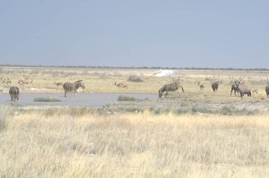 Kenya bozkırında vahşi at sürüsü