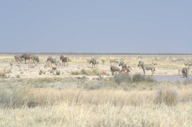 Etoşa Ulusal Parkı, Namibya 'da vahşi at sürüsü.