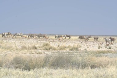 Tarlada bir keçi sürüsü