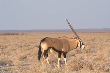 Akşamları tarlada bir ceylan sıraya girer.