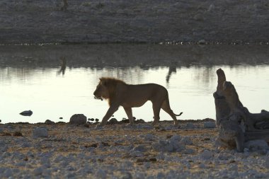 Aslan delikte içiyor.