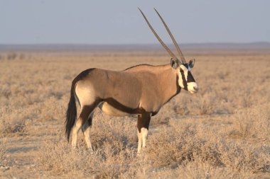 Afrika antilobu, Afrika antilobu, x x, x, x ceylanı, ceylan