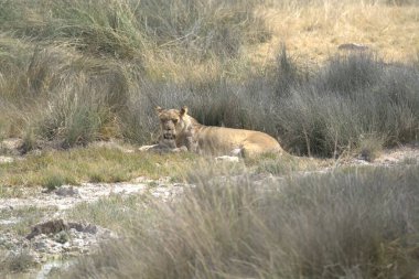 Savanada vahşi bir aslan